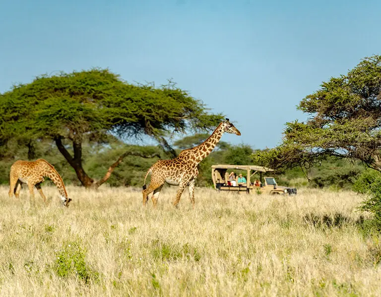 Elerai Camp Game Drive 1
