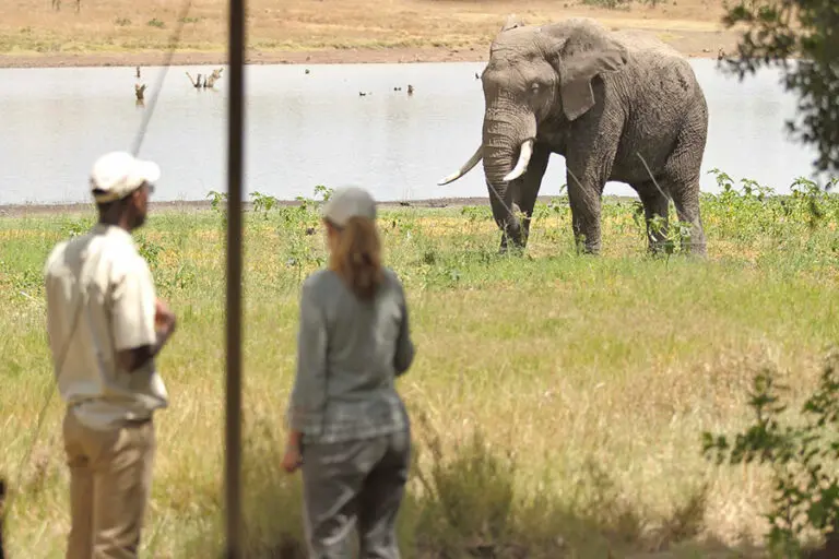 Kicheche Laikipia Camp Breakfast with elephant 2