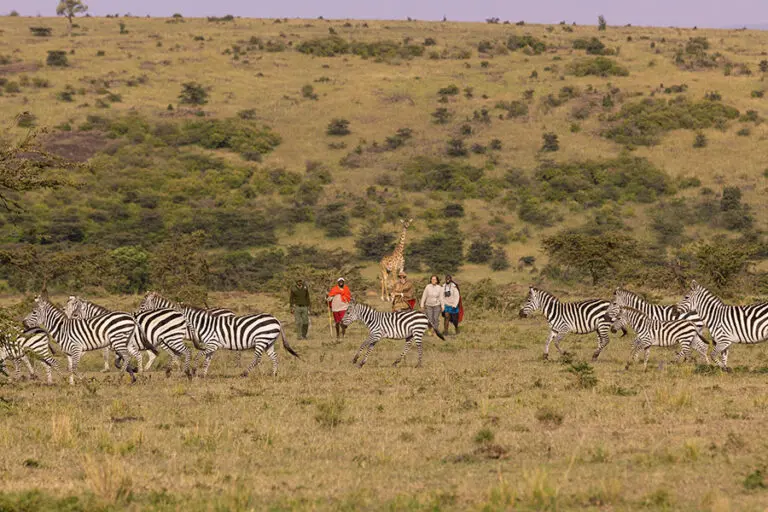 Maasai Mara guided walk 6 1
