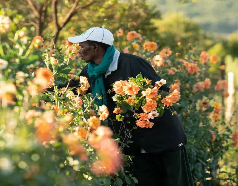 Olepangi Farm flower picking