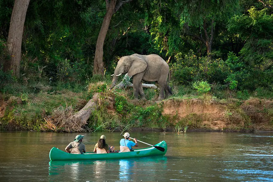A canoe passing an elephant on the bank of the Zambezi