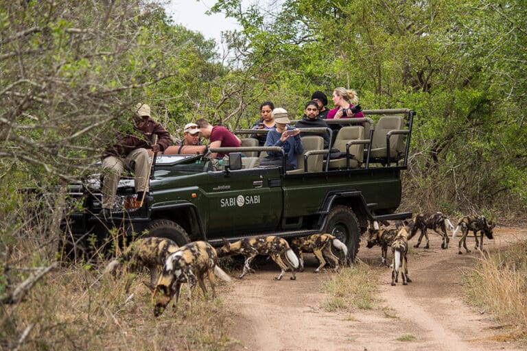 Safari 40