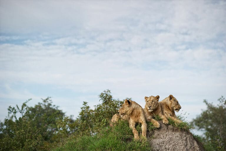 Singita lebombo wildlife3