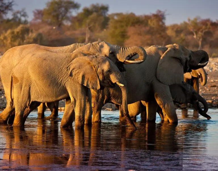 Mokuti Etosha Elephants