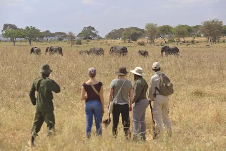 Olivers Big 5 Elephants spotted very close to camp
