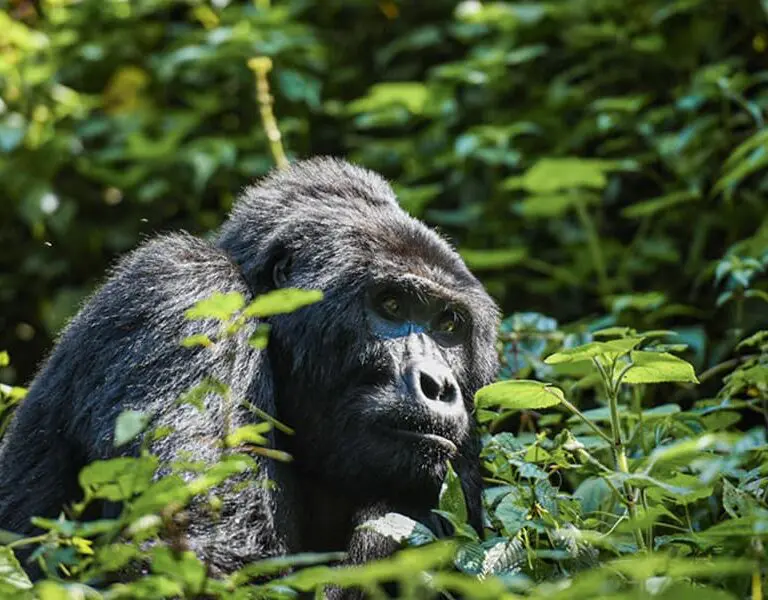 Erebero Hills Gorilla