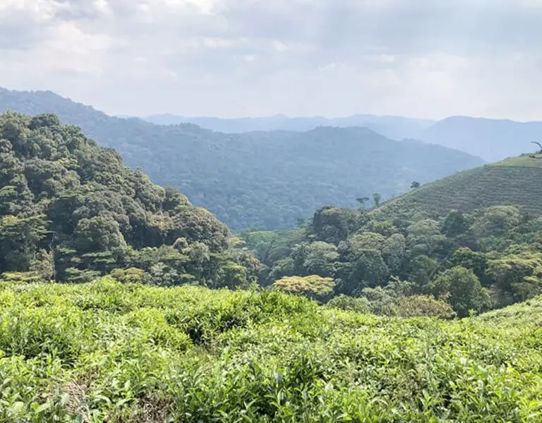 Erebero Hills Bwindi Impenetrable Forest River
