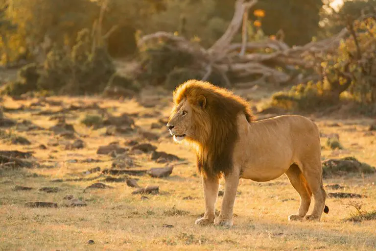 Naboisho Camp Lion