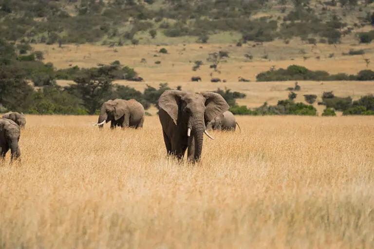 Naboisho Camp Herd of elephants