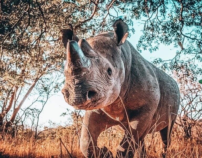 Imire Rhino and Wildlife Conservancy Rhino
