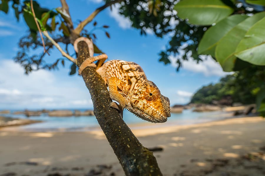 A chameleon on a branch above the Masoala beach