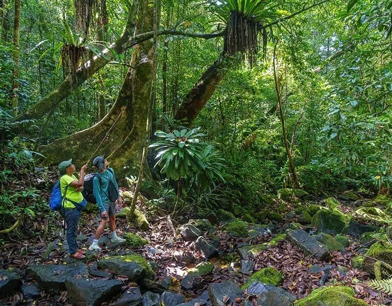 A guided walk on the forest floor in Masoala National Park