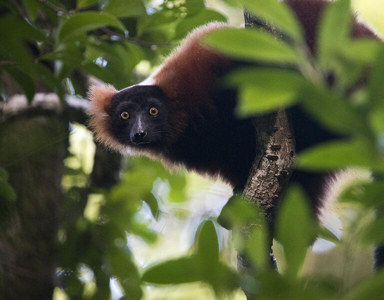 A red ruffed lemur in the Masoala forest