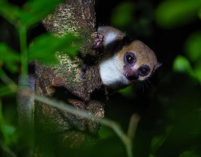 A nocturnal lemur seen on a night walk in the Masoala forest