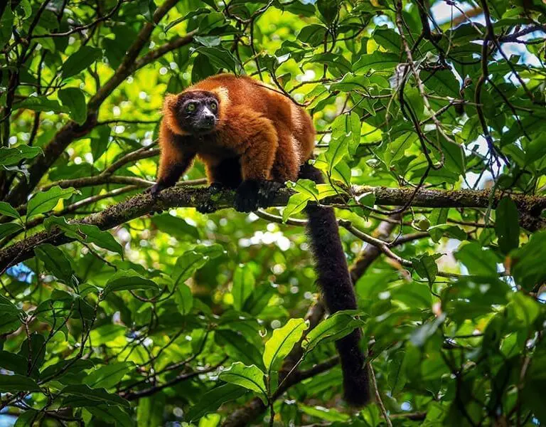 Masoala Forest Lodge wildlife 1