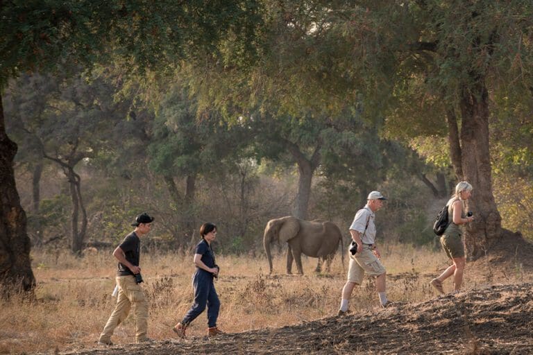 African bush camps nyamatusi camp Walking