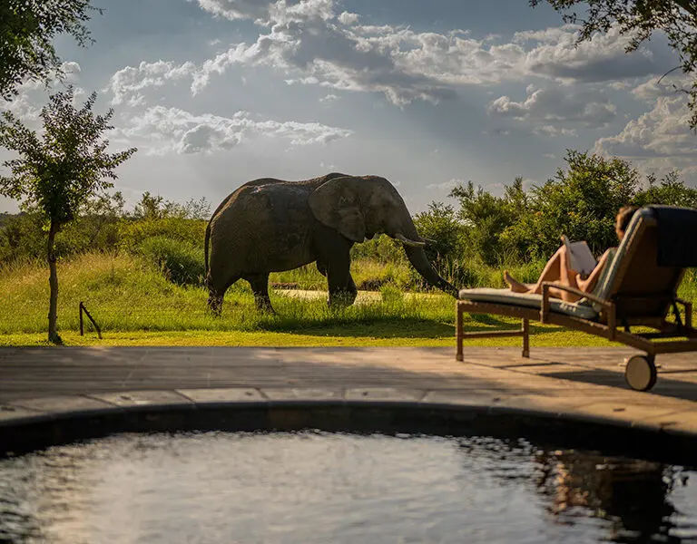 Savanna Private Game Lodge Sabi Sands Kruger Private Heated Plunge pool