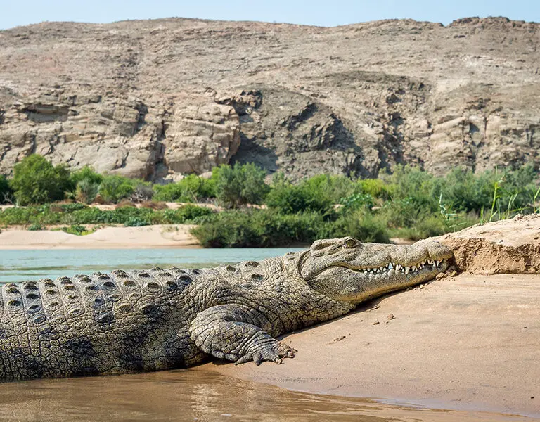 Wilderness Serra Cafema 11 crocodile kunene river