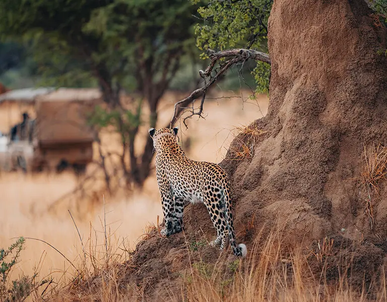 Okonjima Plains Camp Namibia leopard