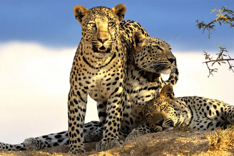 Okonjima Plains Camp leopard 1