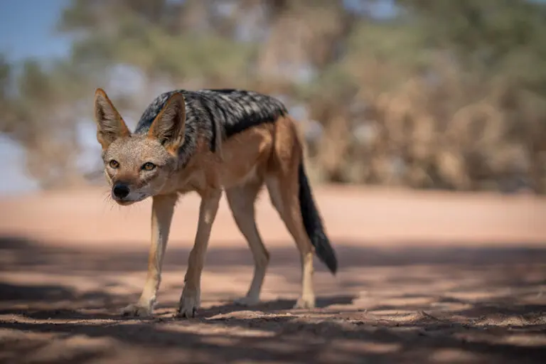 40Kwessi Dunes Black backed jackal