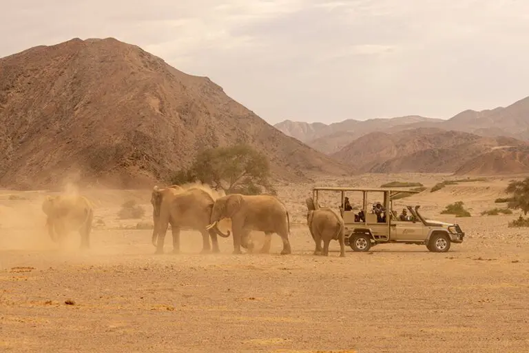 58 Hoanib Valley Camp Game Drive With Elephant