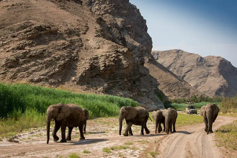 3 Hoanib Valley Camp Elephants in river bed