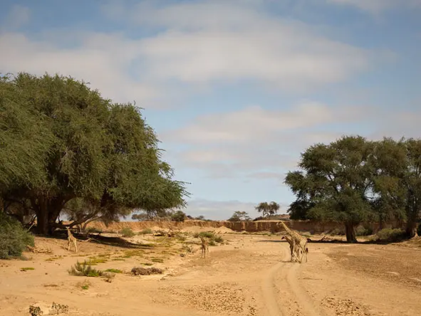 16Hoanib Valley Camp Desert Giraffe