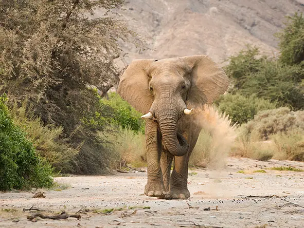17Hoanib Valley Desert Adapted Elephant Frontal