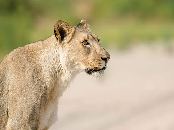 22Hoanib Valley Lioness