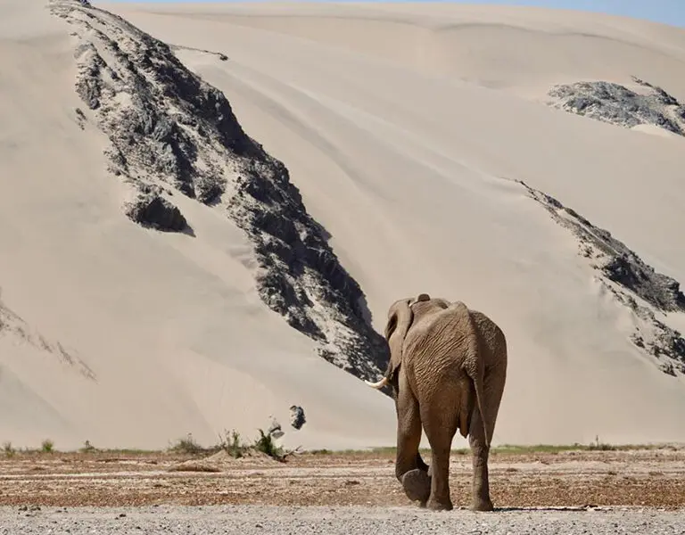 Elephant skeleton coast shipwreck lodge