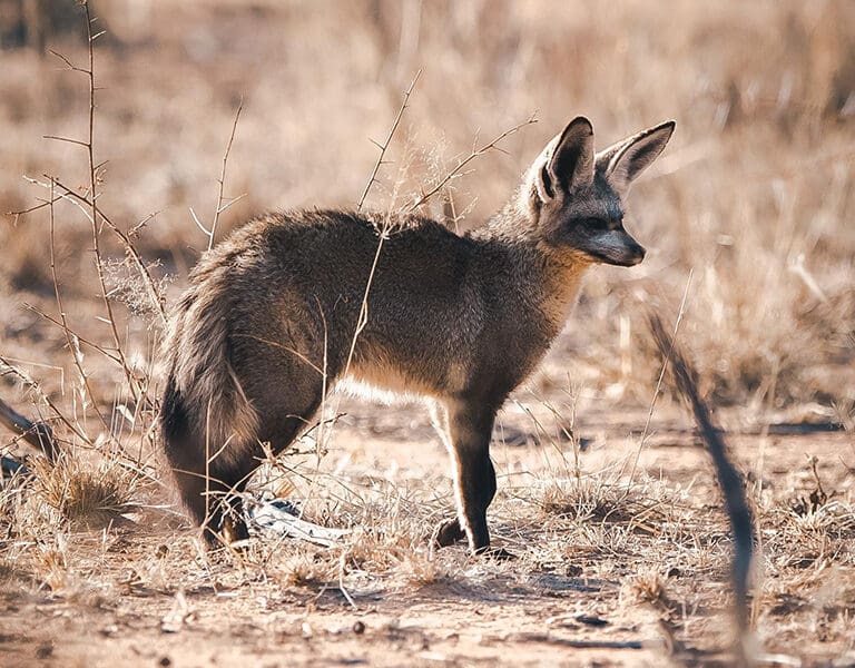 Okonjima Plains Camp Namibia bat eared fox