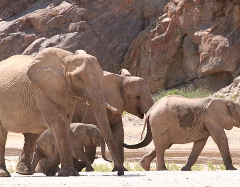 Okahirongo Elephant Lodge desert elephants