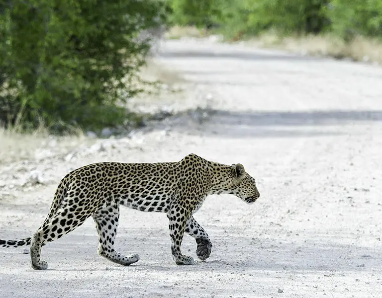 Onguma Tented Camp Onguma Wildlife