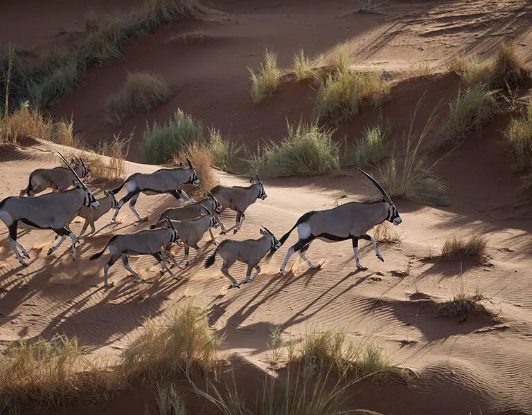 Sossusvlei Desert Lodge scenic helicopter flight oryx andbeyond sossusvlei 1