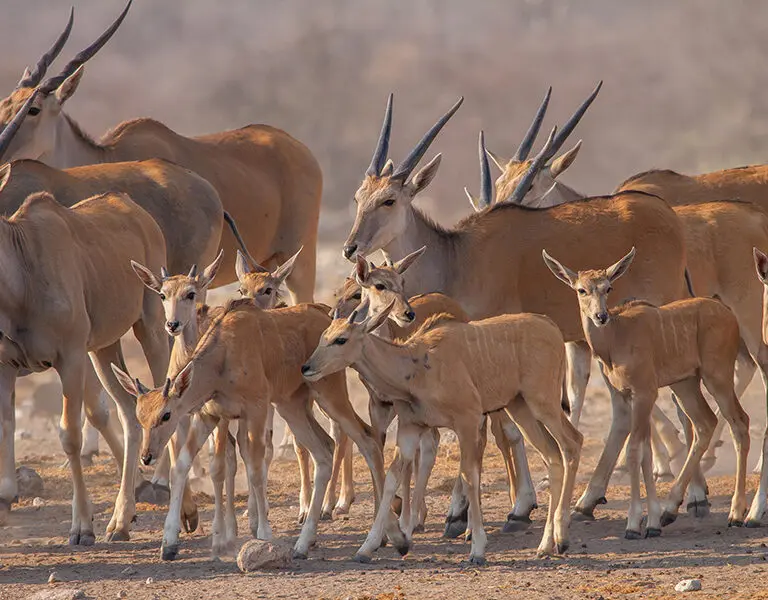 Mushara Outpost Etosha Namibia Game Drive Etosha National Park 3