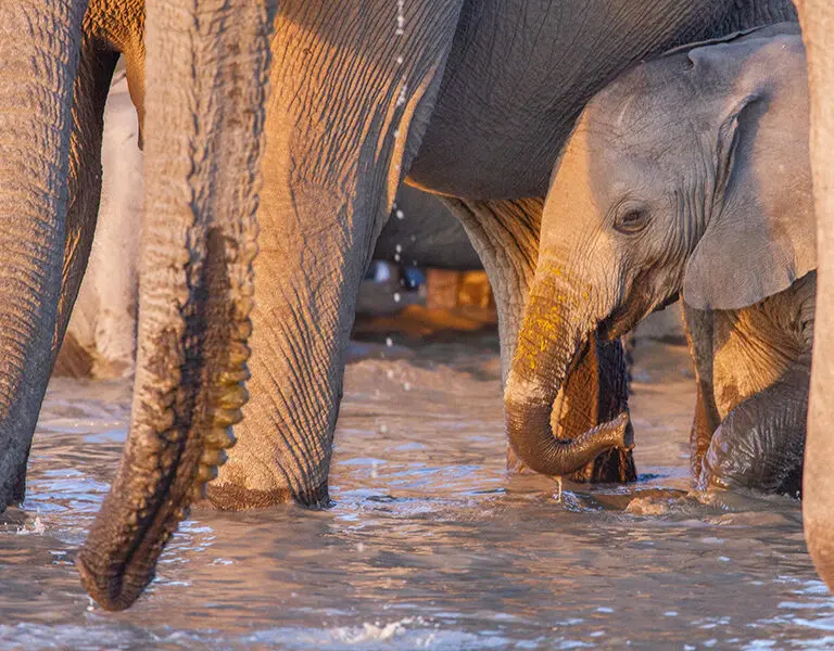 Mushara Outpost Etosha Namibia elephants