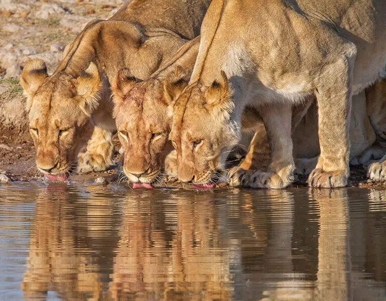 Mushara Outpost Etosha Namibia lions