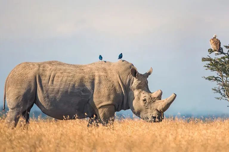 Porini rhino camp Wildlife