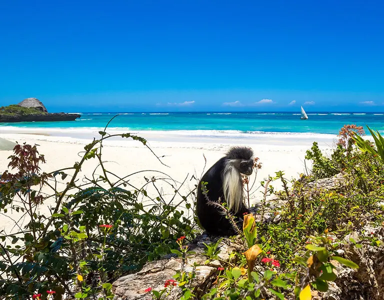 Chale Island Resort Kenya coast island wildlife colobus monkeys