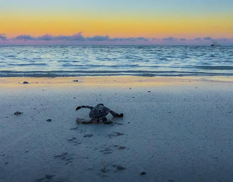 Chale Island Resort Kenya coast island wildlife1
