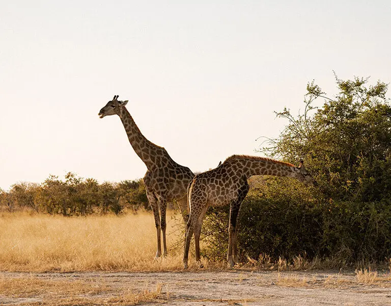 Belmond Savute Elephant Lodge Chobe NP Savute Channels Botswana giraffes