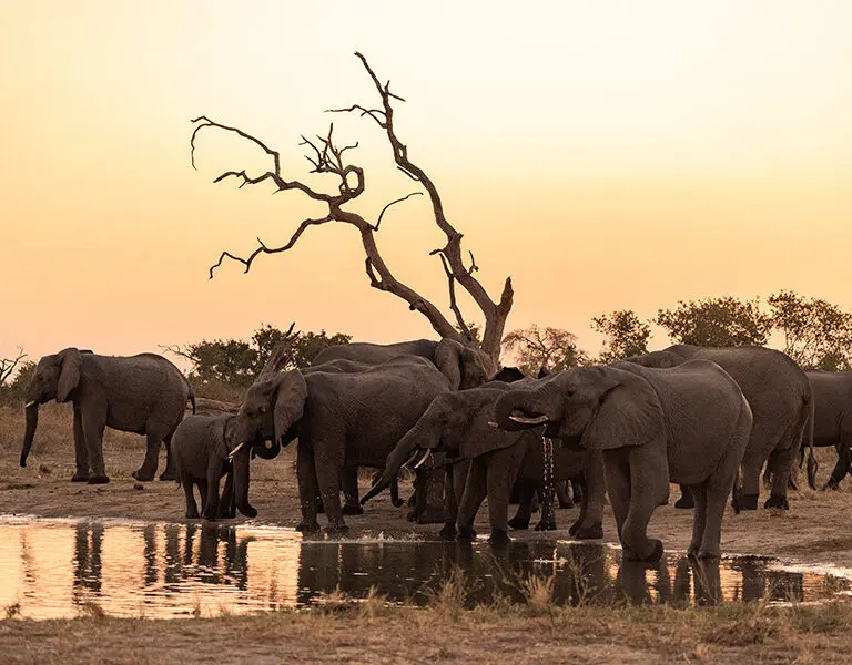 Belmond Savute Elephant Lodge Chobe NP Savute Channels Botswana elephant sightings in front of the lodge