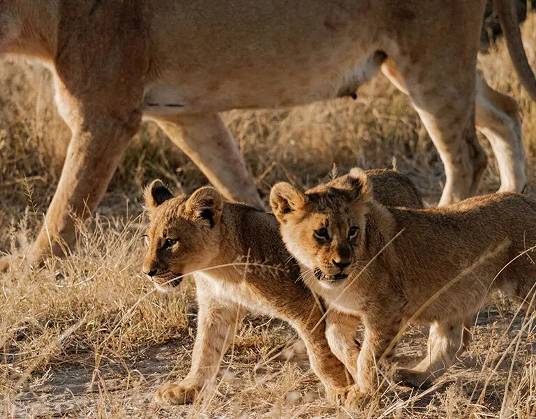 Belmond Savute Elephant Lodge Chobe NP Savute Channels Botswana cubs
