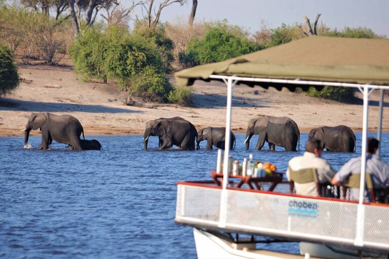 Chobe under canvas 2014 66