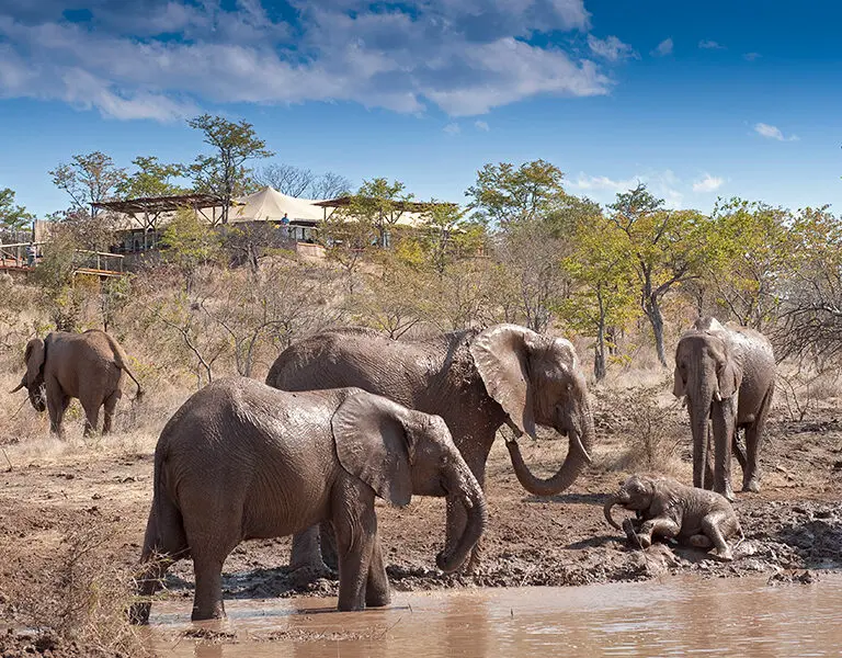 The Elephant Camp Vic Falls Zim elephant conservation