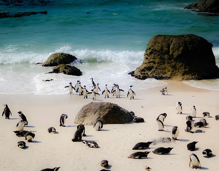 Cape Town Boulders beach oenguins 1 casey allen UjpEGHu8uNU unsplash