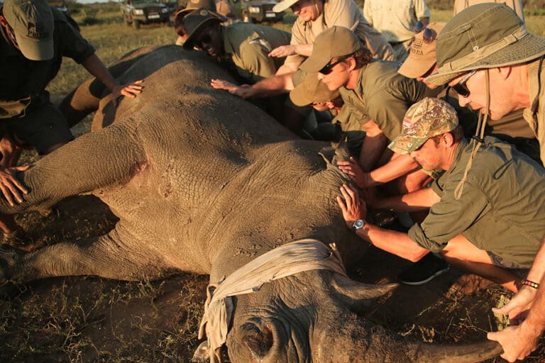 Rhino conservation at andbeyond phinda private game reserve1