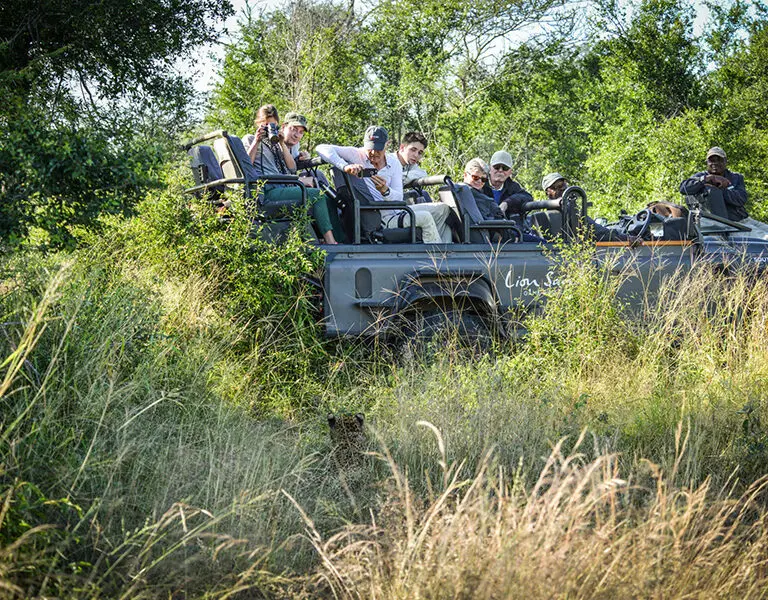Lion sands safari 4 game drive 2 preview