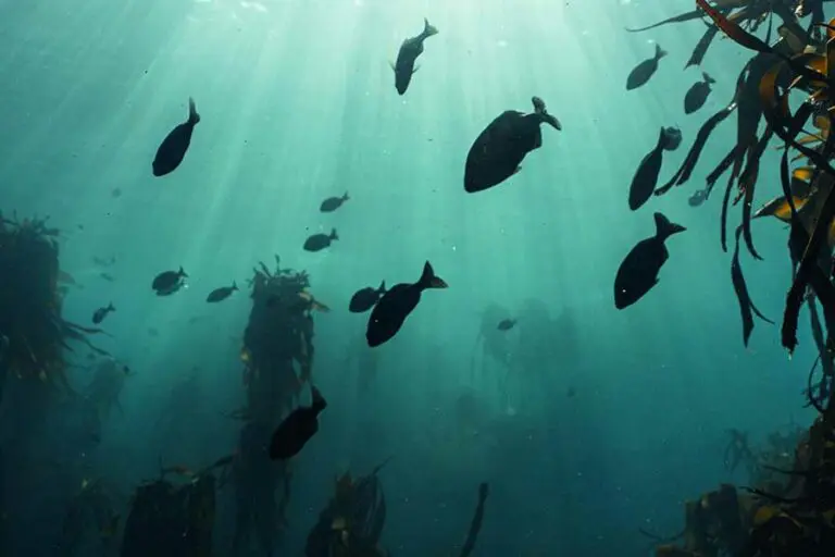 Marine biologist experience with Mount Nelson A Belmond Hotel Cape Town